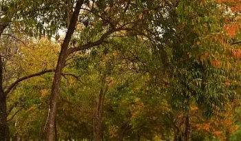 Honda Civic VTi Oriel Prosmatec 2015 full